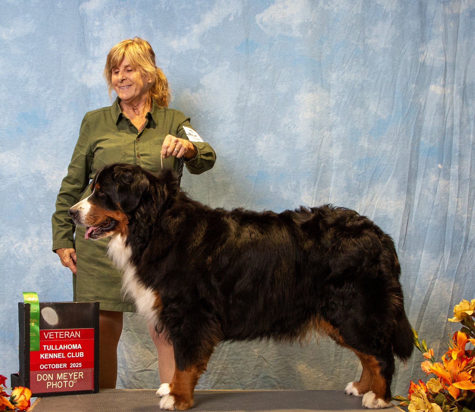 Cindy presenting one of her Bernese Mountain Dogs in the conformation show ring.